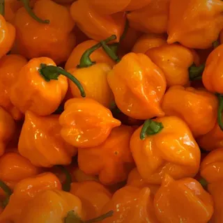 Fresh Habanero Chiles (Orange)